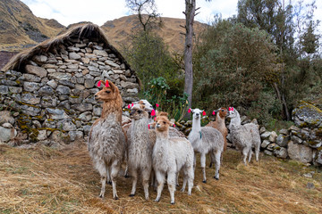 Llamas on the trekking route from Lares in the Andes.