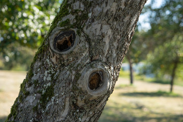Obraz premium Detail of a tree with old bark and moss, unsharp greenery in the background