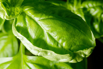 green leaf with drops of water