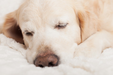 Bored sad sleeping golden retriever dog on white scandinavian style plaid. Pet warms on blanket in cold winter weather. Pets friendly and care concept.