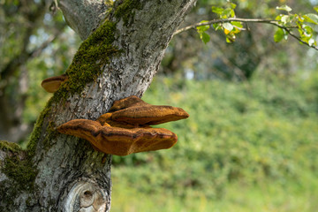 Close up of a tree with old bark and moss and special tree mushroom in green nature