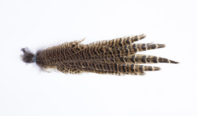 bunch of brown bird feathers on a white background