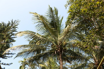 Fototapeta na wymiar palm tree on a background of blue sky