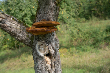 Close up of a tree with old bark and moss and special tree mushroom in green nature