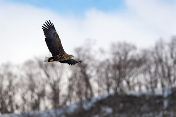 Adult White tailed eagle in flight. Winter mountains background. Scientific name: Haliaeetus albicilla, also known as the ern, erne, gray eagle, Eurasian sea eagle and white-tailed sea-eagle.