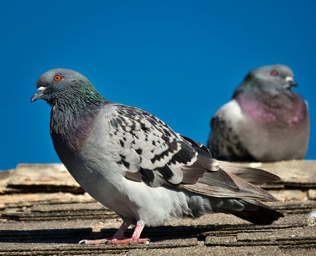 2019-10-08 PIEGONS ON A ROOF TOP IN LA JOLLA