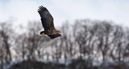 Adult White tailed eagle in flight. Winter mountains background. Scientific name: Haliaeetus albicilla, also known as the ern, erne, gray eagle, Eurasian sea eagle and white-tailed sea-eagle.
