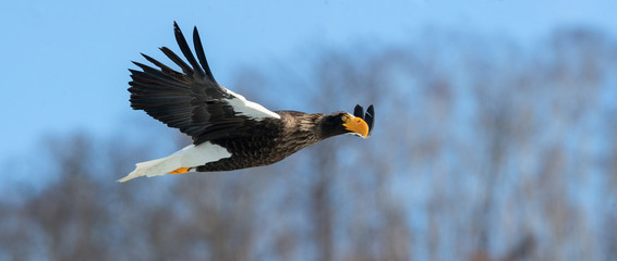 Adult Steller's sea eagle in flight. Scientific name: Haliaeetus pelagicus. Blue sky background.