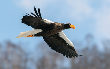 Adult Steller's sea eagle in flight. Scientific name: Haliaeetus pelagicus. Blue sky background.