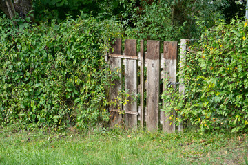 Naklejka premium Wooden garden gate in idyllic country garden with green plants growing at a fence