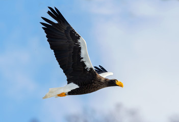 Adult Steller's sea eagle in flight. Scientific name: Haliaeetus pelagicus. Blue sky background.