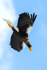 Adult Steller's sea eagle in flight. Scientific name: Haliaeetus pelagicus. Blue sky background.