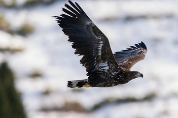 Juvenile White-tailed eagle in flight. Winter mountain background. Scientific name: Haliaeetus albicilla, also known as the ern, erne, gray eagle, Eurasian sea eagle and white-tailed sea-eagle