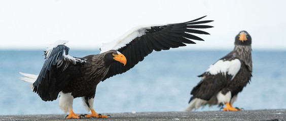 Adult Steller's sea eagle landed.  Scientific name: Haliaeetus pelagicus. Blue sky and ocean background.