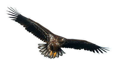 Juvenile White-tailed eagle in flight. Isolated on White background. Scientific name: Haliaeetus albicilla, also known as the ern, erne, gray eagle, Eurasian sea eagle and white-tailed sea-eagle.