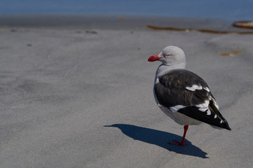 Dolphin Gull (Leucophaeus scoresbii) on a sandy beach on Sea Lion Island in the Falkland Islands.