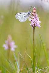 Close up of a black-veined white butterfly (Aporia crataegi) posed on a pink orchid (Dactylorhiza fuchsii). Blurred background.