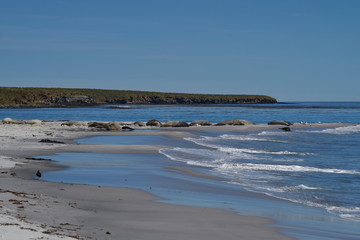 Southern Elephant Seals (Mirounga leonina) on a sandy beach on Sealion Island in the Falkland Islands.