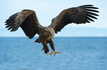 Adult White tailed eagle in flight. Blue sky and ocean background.  Scientific name: Haliaeetus albicilla, also known as the ern, erne, gray eagle, Eurasian sea eagle and white-tailed sea-eagle.
