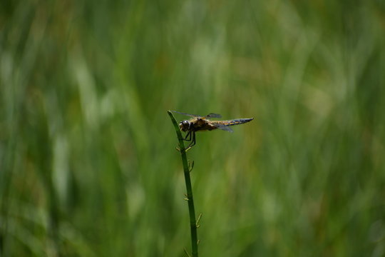 Libelle auf Grashalm
