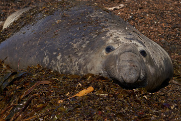 Male Southern Elephant Seal (Mirounga leonina) lying on a kelp strewn beach on Sea Lion Island in the Falkland Islands.