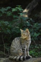 Obraz premium Wildkatze Portrait