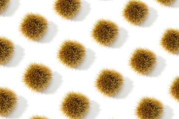 Chestnut husk pattern background. Castanea sativa