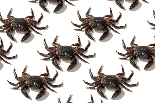 From above creative composition of big crazy brown crabs on white background