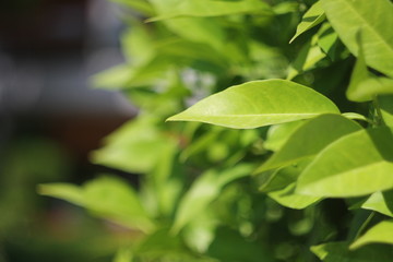 Green leaves on a blurred background
