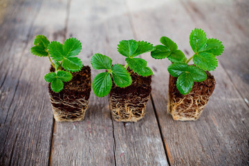Three strawberry seedlings with root on wooden background. Side view, copy space