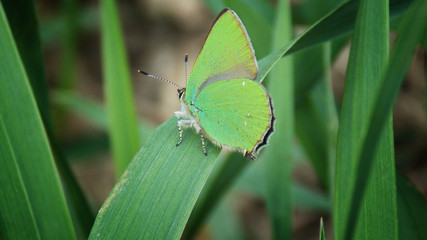 green butterfly on a green leaf