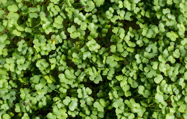 broccoli sprouts texture background. nutrition. bio. natural food ingredient.