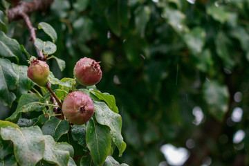 Yong pears hanging on tree branch on rainy day in garden.
