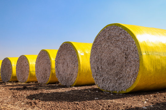 Cotton bales in bright yellow protective wrap. Round cotton bales in field after being harvested on farm.