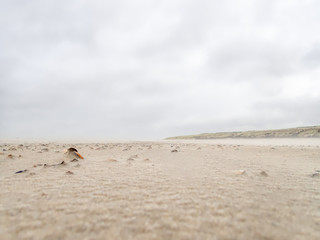 Closeup of the shells on the beach on the island of Langeoog in Germany