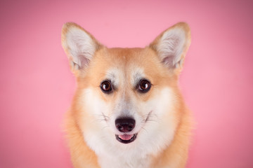 Corgi on pink bakground