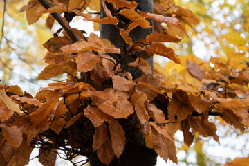 Wanderung im Wiehengebirge bei Lübbecke. Der Herbst in seinen schönsten Farben.