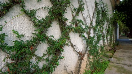 Ivy on wall