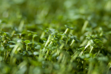 broccoli sprouts texture background. nutrition. bio. natural food ingredient. macro shot. shallow depth of field.