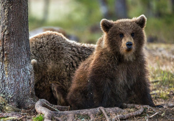 Obraz na płótnie Canvas She-bear and bear-cub. Cub and Adult female of Brown Bear in the forest at summer time. Scientific name: Ursus arctos.