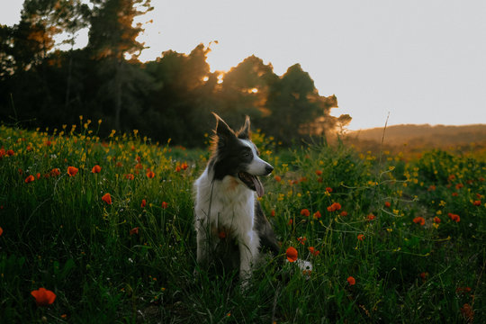 Beautiful black and white border collie with tongue sticking out sitting on green meadow with red flowers during summer sunset