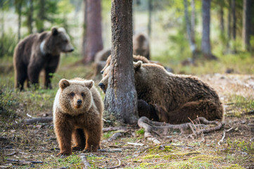 Brown bear cubs in the summer forest.  Scientific name: Ursus arctos.