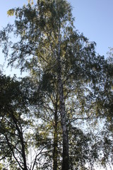 Birch on blue sky background