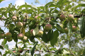 Apples on a branch in a garden in the spring