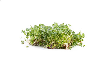 broccoli sprouts heap isolated on white background. nutrition. bio. natural food ingredient.