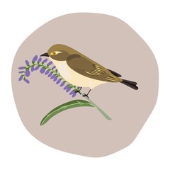 Bird on white background vetor