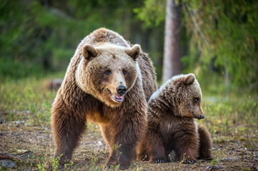 She-bear and bear-cub. Cub and Adult female of Brown Bear  in the forest at summer time. Scientific name: Ursus arctos.