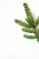 Spruce branch on a white concrete background. Top view with copy space.