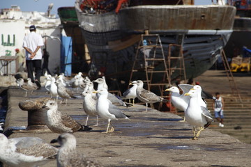 Essaouira, Morocco »; Spring 2017: Multiple beautiful seagulls on the coast of Essaouira