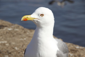 Essaouira, Morocco »; Spring 2017: Detail of beautiful seagulls on the coast of Essaouira